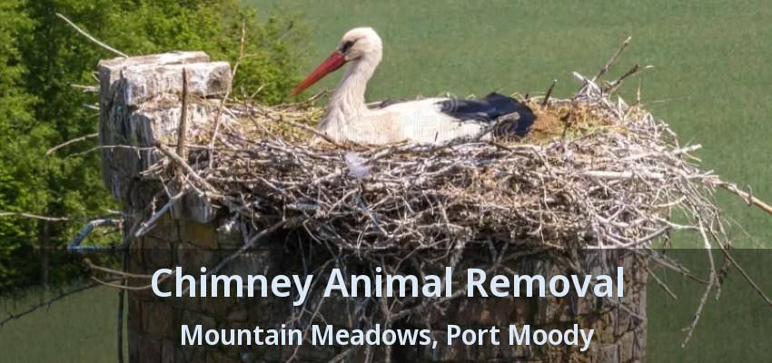 Chimney Animal Removal Mountain Meadows, Port Moody - BC