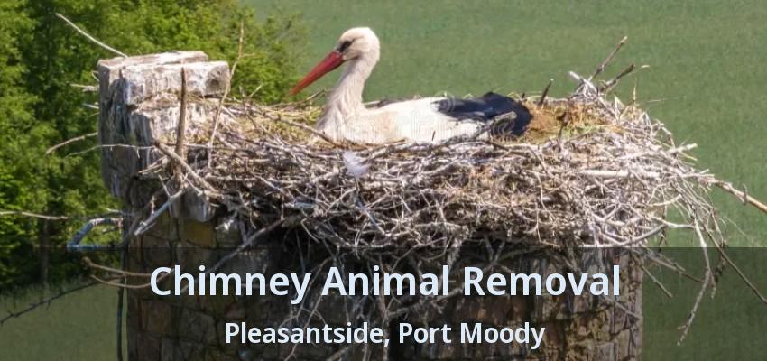 Chimney Animal Removal Pleasantside, Port Moody - BC