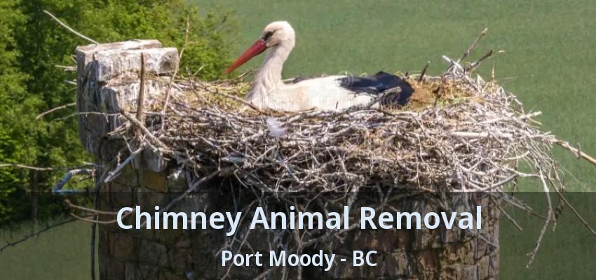 Chimney Animal Removal Port Moody - BC