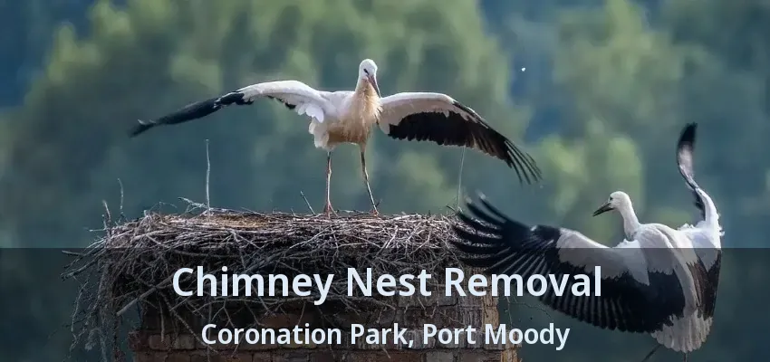 Chimney Nest Removal Coronation Park, Port Moody - BC