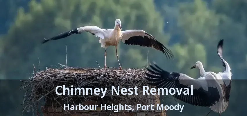 Chimney Nest Removal Harbour Heights, Port Moody - BC