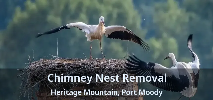 Chimney Nest Removal Heritage Mountain, Port Moody - BC