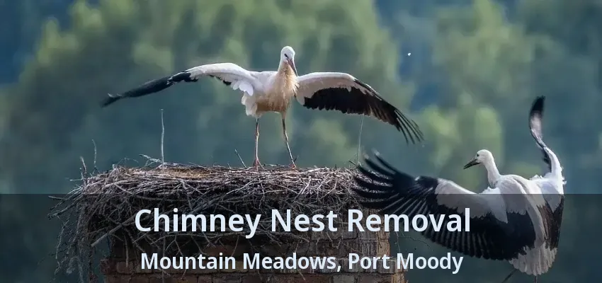 Chimney Nest Removal Mountain Meadows, Port Moody - BC